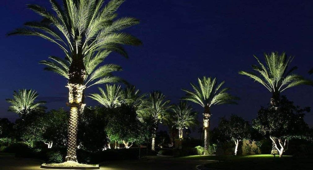 How to Choose the Right Palm Tree Lights Outdoor
