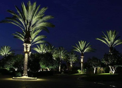 How to Choose the Right Palm Tree Lights Outdoor